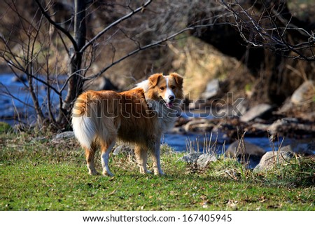 cute yellow dog near river