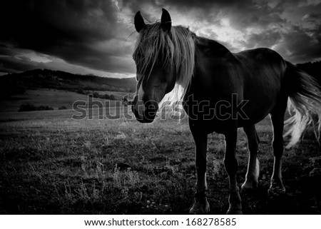 abstract low light black and white horse portrait against dramatic sky