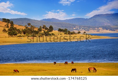 pastoral panoramic bulgarian landscape with wild horses near Batak dam lake