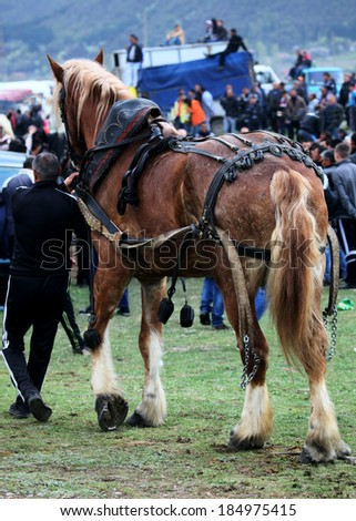 VARVARA, BULGARIA - MARCH 29, 2013: Man hold incredibly large horse on traditional horse festival held each year  in Varvara, Bulgaria