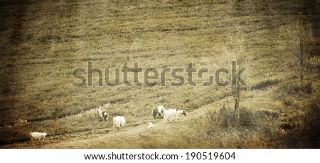vintage textured landscape with several goat in meadows