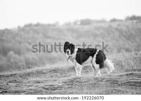 black and white bulgarian sheep guarding dog portrait