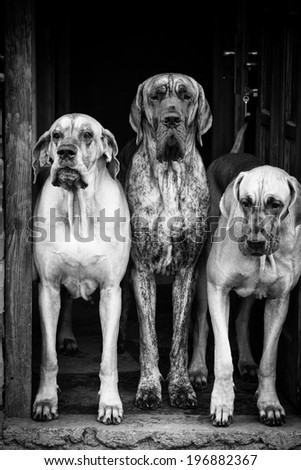 three big dog guarding house door, abstract black and white portrait