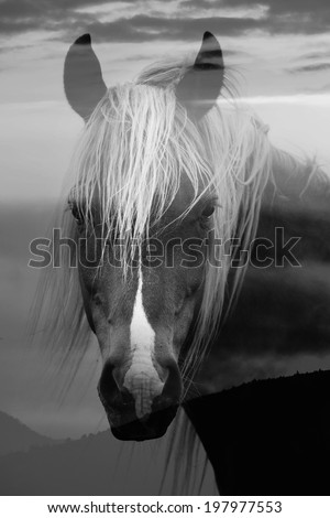 abstract double exposure black and white horse portrait