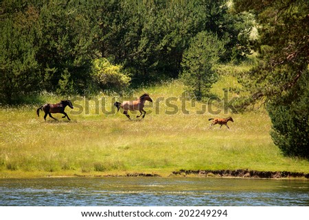 several horses run in golden sunny meadows near lake