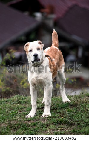 young white alabai dog guard near houses
