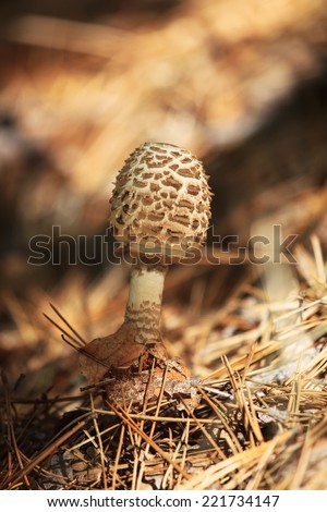 edible grey mushrooms grow up in the golden autumn forest