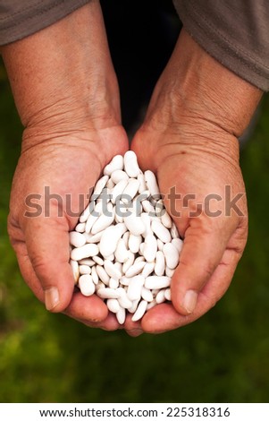 old woman hands full of white beans