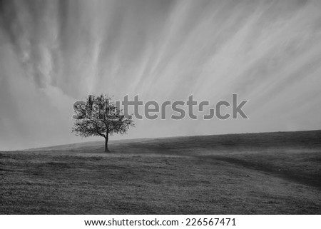 A single weathered tree stands without leaves on a meadow ridge, black and white landscape with alone tree