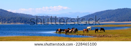 horses near bulgarian high mountain lake panoramic autumn landscape