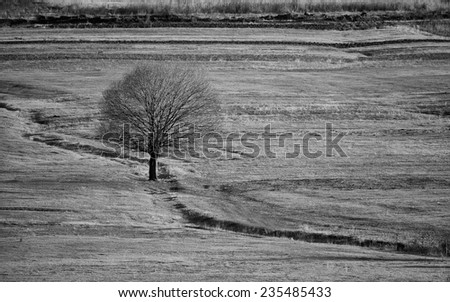 high contrasted black and white meadows landscape with single tree and abstract nature lines
