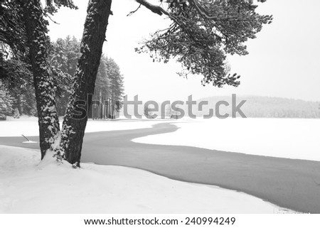 black and white winter trees on the lake covered with snow
