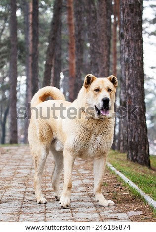 super big 105 kg. young alabai dog posing in the park