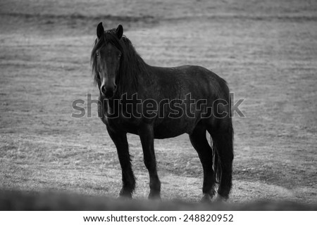 black and white portrait of black horse in fields