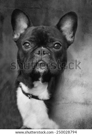 abstract black and white small dog portrait, grunge background