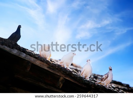 several dove resting on top of the old roof, blue sky in background