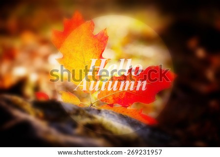 Banner with the Words Hello Autumn, soft colored and focused, red colors and leafs