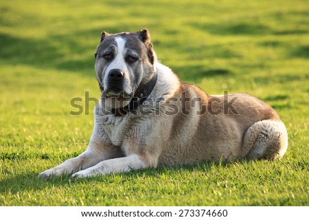 big alabai dog rest in green spring meadows