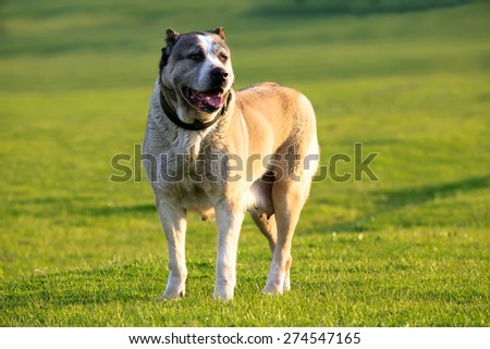 big alabai dog stay in green spring meadows