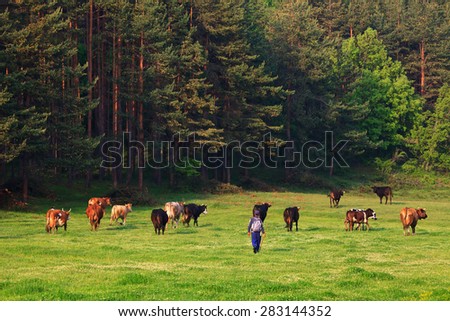 cows and man passing trough green meadows near forest in sunset summer time