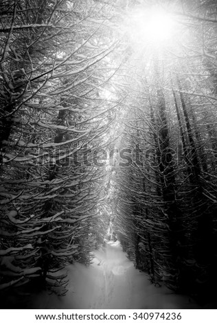 black and white winter forest, vertical landscape