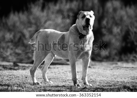 black and white animal background with big alabai dog guarding