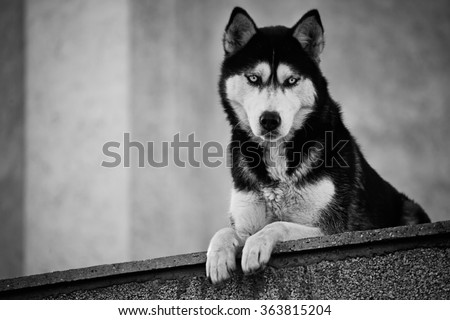 black and white animal landscape with husky dog