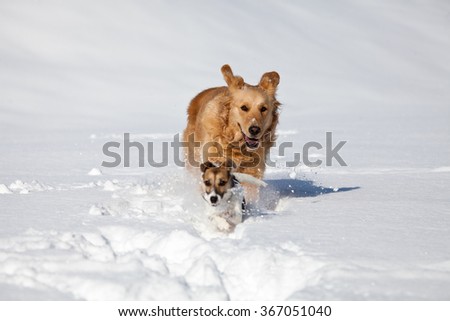 two dogs, one Jack Russell and one golden retriever play and run in the snow near forest