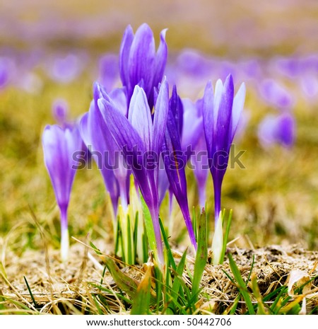 flowers background wallpapers. spring floral background;