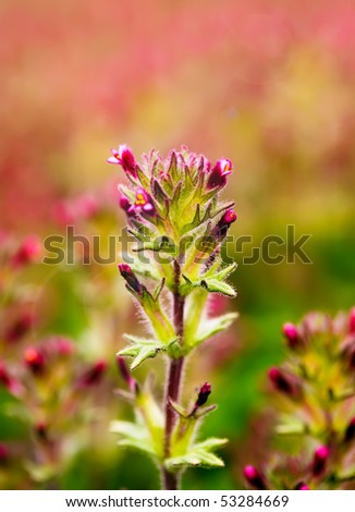 stock photo natural flower bokeh colorful spring flowers