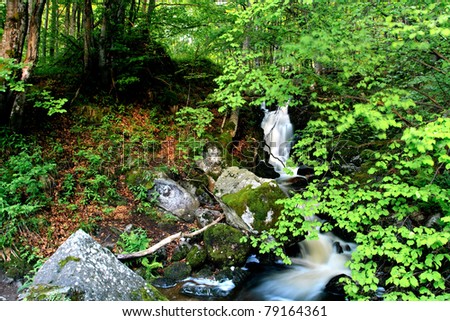 forest landscape in bulgarian park Vitosha