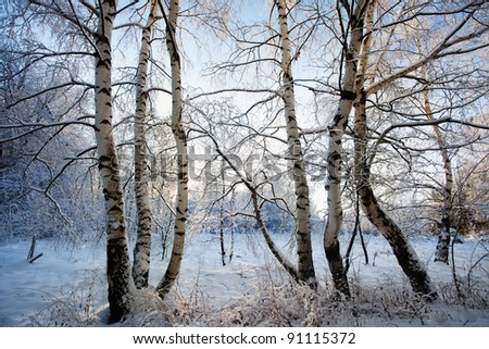 cold winter morning in beautiful forest; winter wallpaper or postcard photo