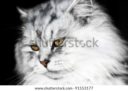 high contrast cat picture for wallpaper or background