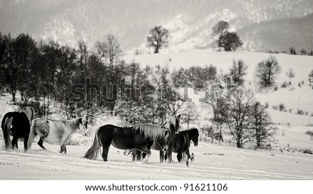 black and white winter horses landscape in bulgarian countryside