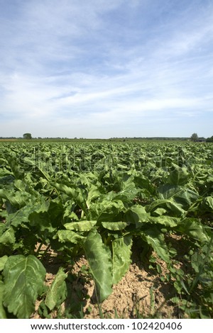 Soarza (Pc), Italy, a field of spinach