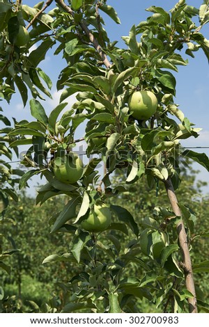 Castevetro Piacentino (Pc), some trees of apples