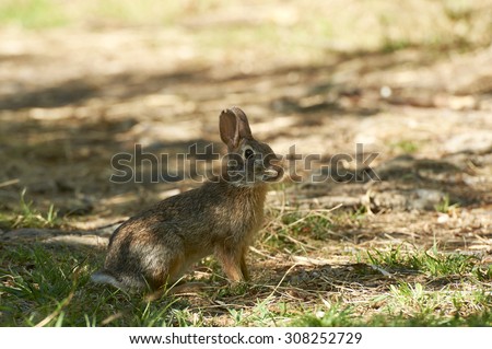 Provaglio (Bs), Franciacorta,Italy ,National Reserve of the Peat Bogs of the Iseo Lake, a wild hare