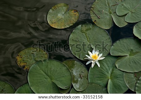 Provaglio (Bs),Franciacorta,Lombardy,Italy,National Reserve of Peat Bogs of lake Iseo, a waterlily ( ninphea alba )