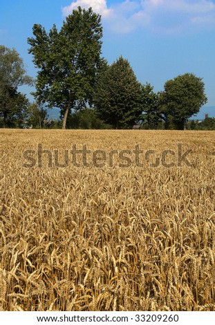 Castegnato (Bs),Franciacorta,Lombardy,Italy, un field of wheat
