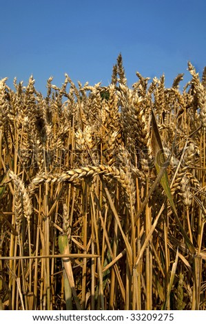 Castegnato (Bs),Franciacorta,Lombardy,Italy, un field of wheat