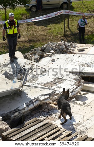 OSPITALETTO, ITALY - AUGUST 21: World Championship rescue dogs, a dog of italian dog unit to a test for the surface,August 21,2010 in Ospitaletto,Italy