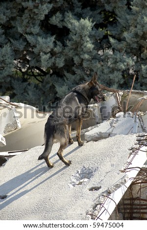 OSPITALETTO,ITALY - AUGUST 21: World Championship rescue dogs, a dog of italian dog unit to a test for the surface,August 21,2010 in Ospitaletto,Italy