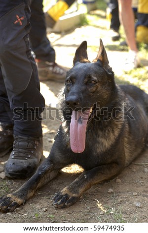 OSPITALETTO, ITALY - AUGUST 21: World Championship rescue dogs, a dog for the italian team to a test for the surface,August 21,2010 in Ospitaletto,Italy