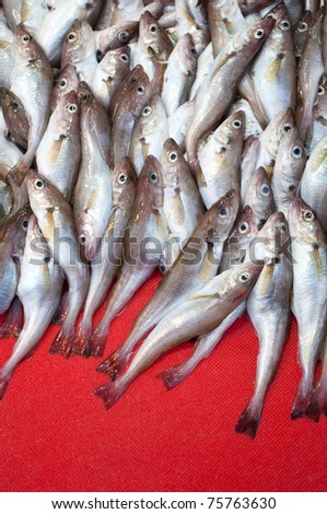 A pile of fresh fishes for sale at a fish counter
