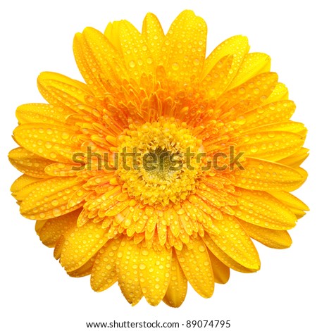 Yellow gerbera  with water drops  isolated