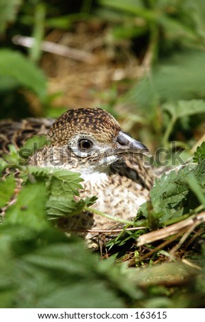 pheasant poults