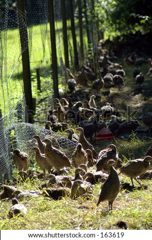 pheasant poults