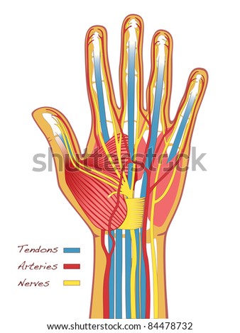 Medical Illustration Of The Hands Anatomy With Bones, Tendons, Nerves ...