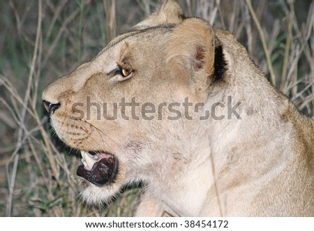 Lioness hunting at night