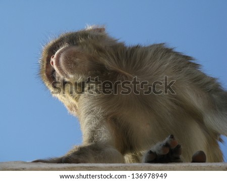 Monkey near the Monkey Temple
